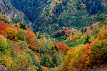 Color beauty of the autumn season