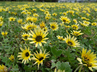 黄色い花の花畑