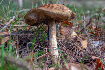 Gran seta en el bosque