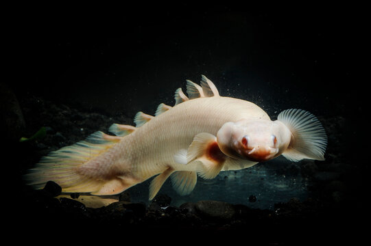 Bichir fish in the turbid water