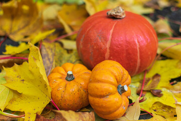Naklejka na ściany i meble Pumpkin on the Autumn leaves