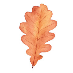 Watercolor autumn oak leaf. Hand drawn illustration isolated on white background.
