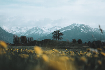 Fototapeta premium Löwenzahn im Allgäuer Frühling