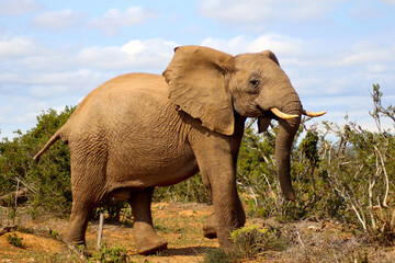 Just an Elephant walking by