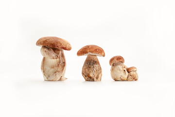 Beautiful fresh porcini mushrooms  on white background isolated season healthy food 