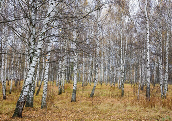 Fototapeta premium Slender white birches in an autumn yellow leaf and grass