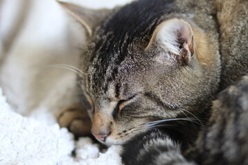 chat