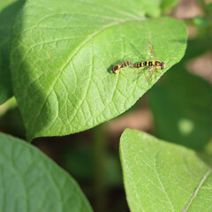 Two episyrphus balteatus insects mating on a green potato leaf. Two marmalade Hoverfly in the garden