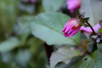 pink flower bud