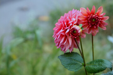 bright pink dahlia flowers