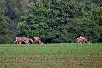 Naklejka premium Rehe ( Capreolus capreolus ).