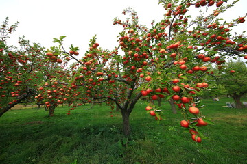 Fototapeta na wymiar apple and apple orchards, Amasya Apple