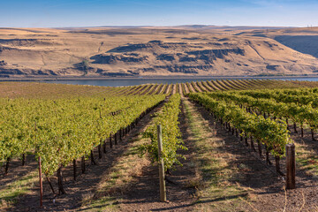 Washington vineyards and fields Washington state.