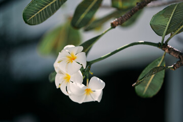 Plumaria frangipani white flowers on branch.