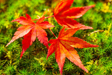紅葉の椛の葉と苔