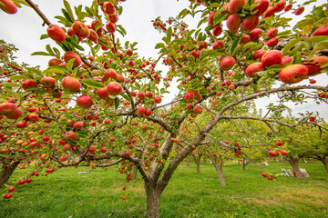 
apple and apple orchards, Amasya Apple