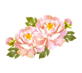 ピンクの牡丹の花　水彩画 © 時々雨