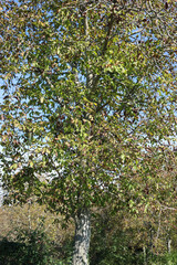 
Unripe walnuts growing on a tree on summer. Juglans regia tree against blue sky