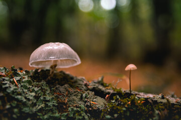 La seta de porcelana (oudemansiella mucida) en primer plano junto con otra de pie frágil en un bosque difuminado de fondo
