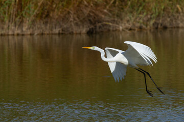 Garceta grande ( Ardea alba), volando sobre la laguna. 