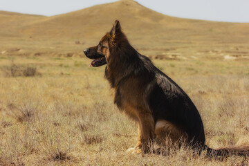 Fototapeta na wymiar Dog Breed German Shepherd Walk