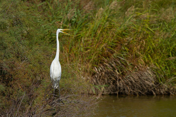 Great egret, Ardea alba, Doñana National Park, white wading bird on the marsh, Spain