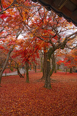 京都 東福寺 秋色の庭園