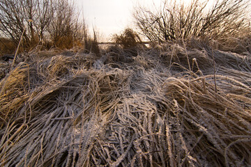 Yellowed grass is covered with a layer of snow