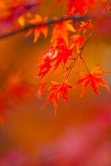 紅葉のモミジ
