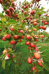 
apple and apple orchards, Amasya Apple