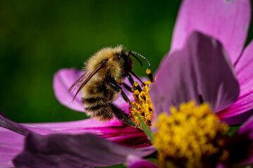 A Bumblebee Collecting Pollen from a Flower, in Late Summer