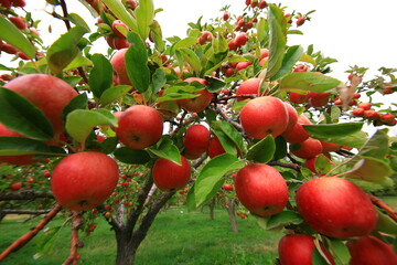 
apple and apple orchards, Amasya Apple