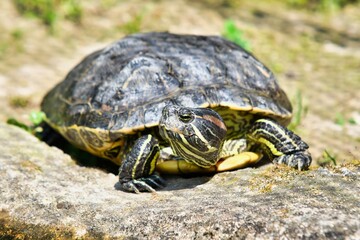Photo Picture of Red Eared Terrapin Turtle Trachemys Scripta Elegans Tortoise