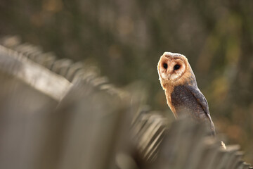 The barn owl (Tyto alba) sitting on a wooden fence