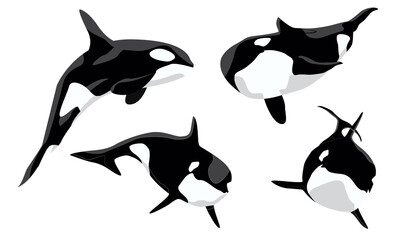 Realistic killer whale set. Orcinus orca. Aquatic animals of the Arctic and Antarctic regions. Vector illustration © AnnstasAg