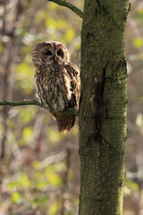 The tawny owl or brown owl (Strix aluco) sitting on the branch in the middle of forest
