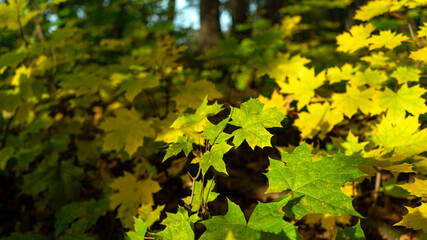 autumn leaves in the forest