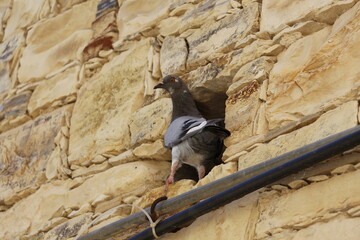 Obraz na płótnie Canvas pigeon on the stone