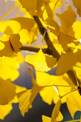 Obraz premium 紅葉のイチョウ