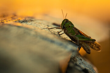 Migratory locust (Locusta migratoria), sitting on the log. Green grasshopper portrait. Insect detailed portrait with soft orange background. Wildlife scene from nature, Croatia