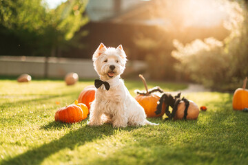 Funny West Highland White Terrier dog decorated with photo props sits near orange pumpkins, at...