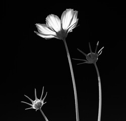 White flower on black