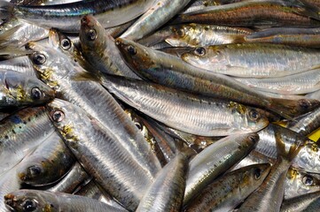 Sardines fraîches en vrac en gros plan