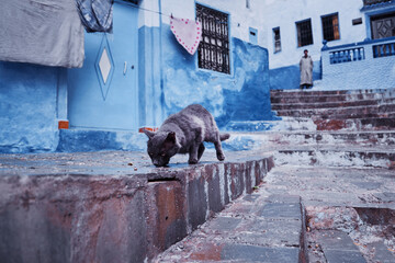 Cat in Blue City. Ancient architecture of old town Medina of Chefchaouen, Morocco.
