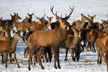 Naklejka na ściany i meble The red deer (Cervus elaphus) a herd of deer on a snowy meadow. A large herd of deer in a game reserve.
