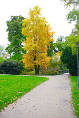 Schlossgarten Hanau Gelber Baum