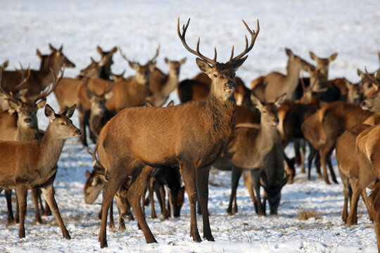 The red deer (Cervus elaphus) a herd of deer on a snowy meadow. A large herd of deer in a game reserve.