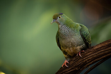 Superb fruit dove (Ptilinopus superbus), with beautiful green coloured background. Colorful bird with green feather sitting on the branch. Wildlife scene from nature, Australia