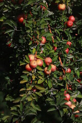 
apple and apple orchards, Amasya Apple