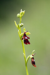 Ophrys insectifera, the fly orchid with green background with green background.
